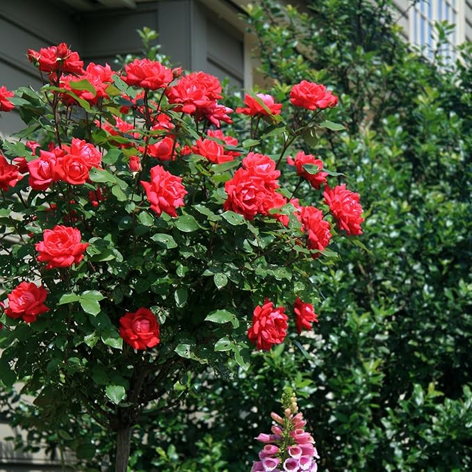 3g Knock Out Double Red Tree Rose