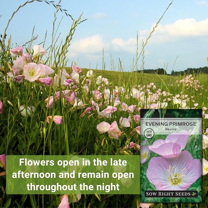 Sow Right Seeds - Showy Evening Primrose Flower Seeds for Planting - Non-GMO Heirloom Packet with Instructions - Native Wildflower for Pollinators - Perennial Pink Ladies, Mexican Evening Blooms (2)