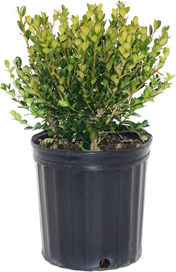 Buxus micro. 'Winter Gem' (Boxwood) Evergreen, shiny green foliage, #2 - Size Container