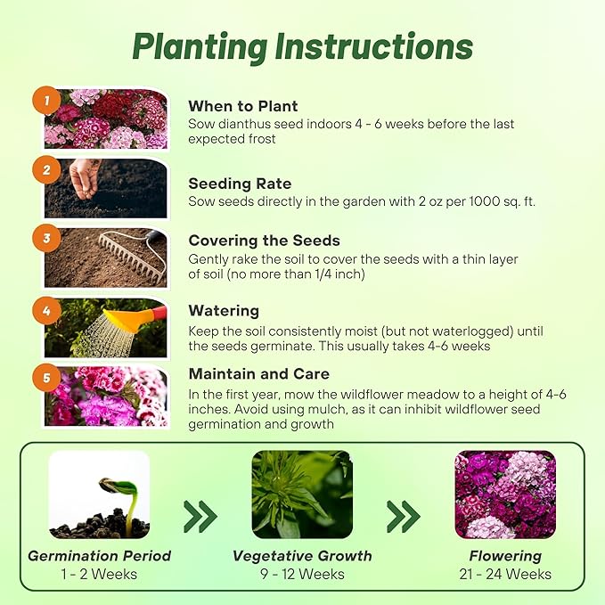 Outsidepride Sweet William Dianthus Seeds - 5000 Pcs. Perennial, Winter Hardy Wildflower Seeds w/Fragrant & Vibrant Blooms, Ideal for Pollinator Gardens, Cut Flowers & Colorful Landscaping