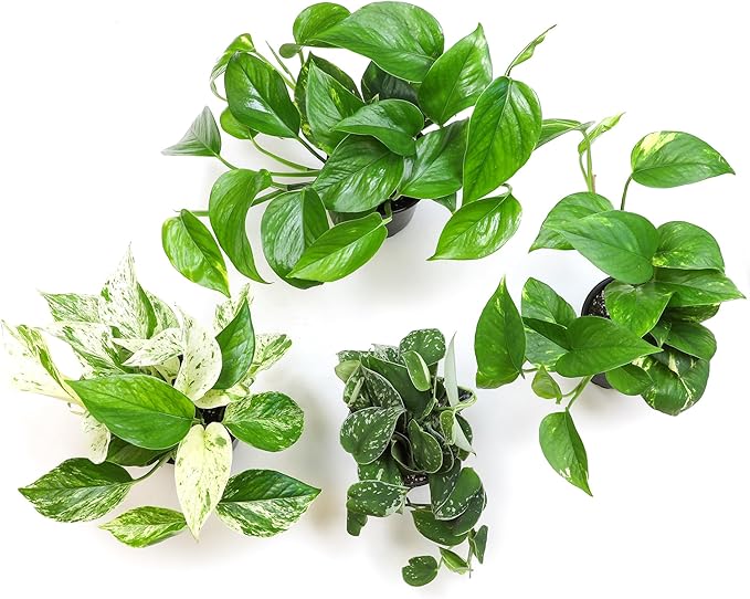 Live Pothos Plants (4PK) Indoor Plants Live Houseplants, Pothos Live Plant House Plants, Money Plant Indoor Pothos Plant Decor, Devils Ivy Trailing Plants Live by Plants for Pets,Black
