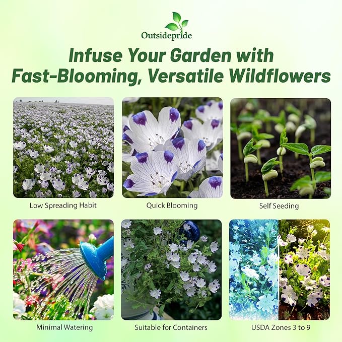 Outsidepride 1/4 lb. Annual Nemophila Five Spot Wild Flower Seeds for Planting