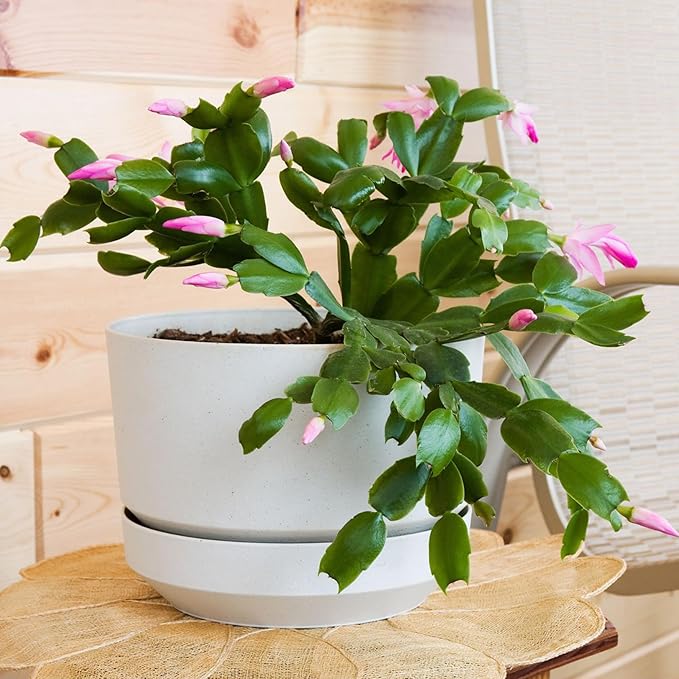 Christmas Cactus Potting Soil Mix (8 Quarts), Custom Blend for Xmas, Easter, and Thanksgiving Cactus Tropical Indoor Houseplants