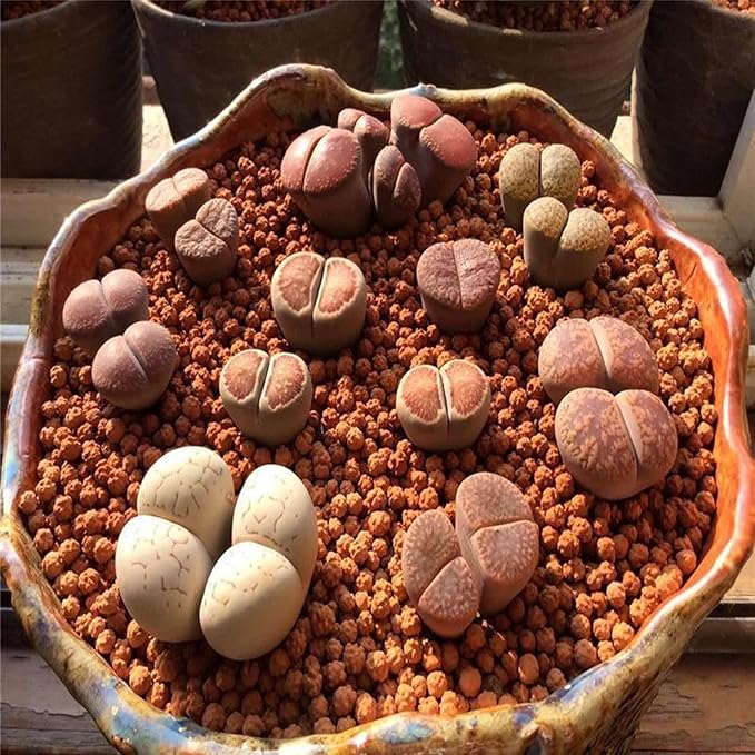 2.5lb Multi-Purpose Calcined Nutrient Soil for Lithops Succulent Cactus Promote Root Growth - Concave-Convex Shape Soil for Healthier, Stronger, and Larger Roots