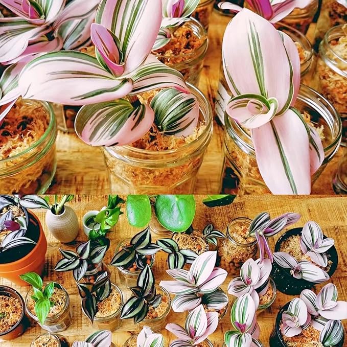 Legigo 1.2LBS Premium Sphagnum Moss for Plants- 20QT Natural Succulent Carnivorous Plant Moss Dried, Long Fiber Orchid Moss for Orchid Repotting Succulent Sarracenia Potted Plants Gardening & Reptiles