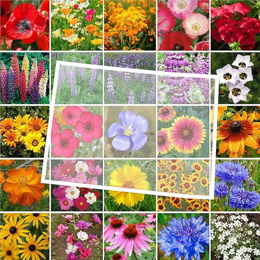 Eden Brothers Colorado Wildflower Mixed Seeds for Planting, 1 lb, 480,000+ Seeds with Cornflower, Lupine | Attracts Pollinators, Plant in Spring or Fall, Zones