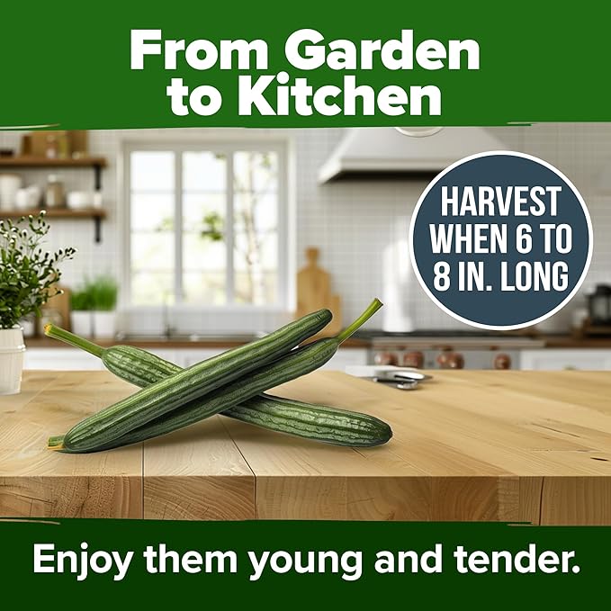 HOME GROWN Luffa Seeds - (Bulk Pack) 40 Non-GMO, Heirloom Loofah Seeds for Planting, USA Sourced, Great for Sponges or Edible Vegetable (Luffa aegyptiaca)