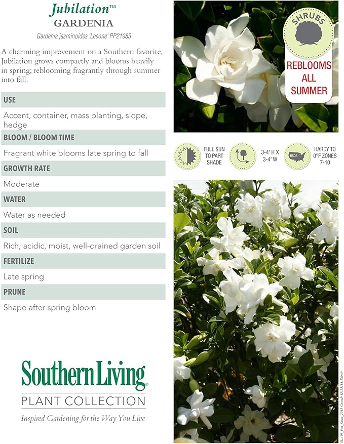 Southern Living Jublilation Gardenia, 2 Gal, Fragrant White Flowers