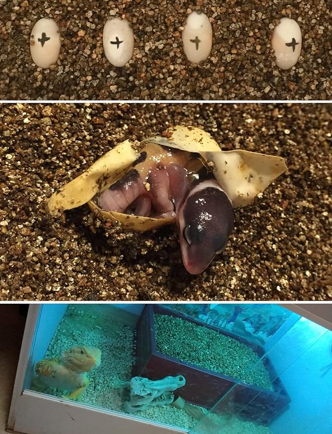 25QT Organic Vermiculite Granules for Plants and Gardening