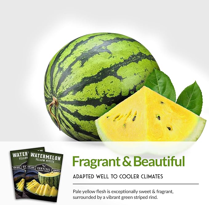 Survival Garden Seeds - Yellow Petite Watermelon Seed for Planting - 2 Packs with Instructions to Plant and Grow Small Yellow Watermelons in Your Home Vegetable Garden - Non-GMO Heirloom Variety