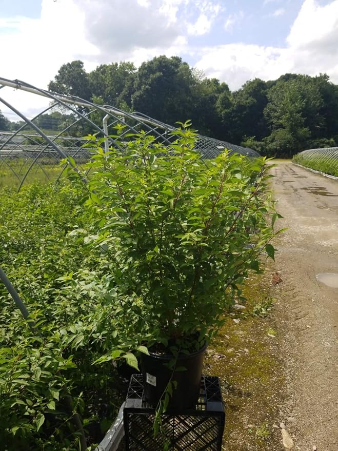 Callicarpa dich. 'Early Amethyst' (Beautyberry) Shrub, pink flowers, #3 - Size Container