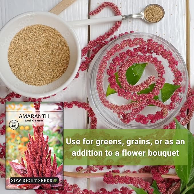 Sow Right Seeds - Red Garnet Amaranth Seeds for Planting - Non-GMO Heirloom Packet with Instructions to Plant & Grow an Outdoor Home Vegetable Garden - Colorful & Unique - Trailing Variety (3)
