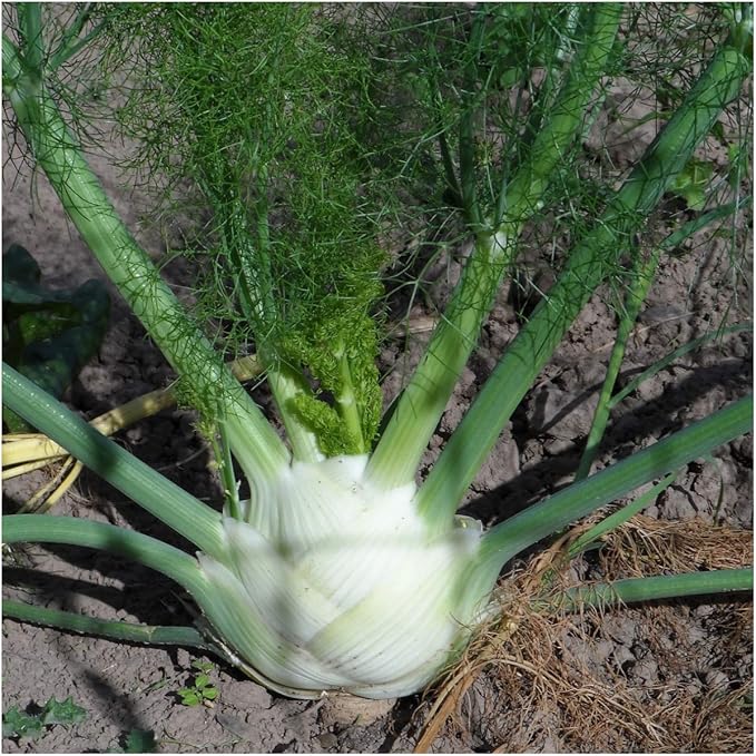 Seed Needs Florence Fennel Seeds for Planting - Non-GMO, Heirloom & Untreated - Culinary & Medicinal Herb to Organically Grow an Indoor/Outdoor Garden (1 Pack)