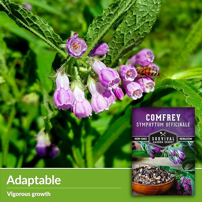 Survival Garden Seeds Comfrey Seed for Planting - 3 Packets with Instructions to Plant and Grow Slippery Root Plants in Your Home Herb Garden - Symphytum officinale - Non-GMO Heirloom Seed Variety
