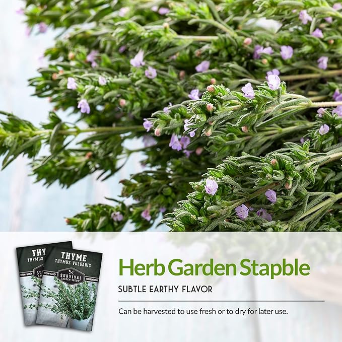 Survival Garden Seeds - Thyme Seed for Planting - 3 Packs with Instructions to Plant and Grow Thymus Vulgaris Herb Plants in Your Home Vegetable Garden - Non-GMO Heirloom Variety - Herb Garden