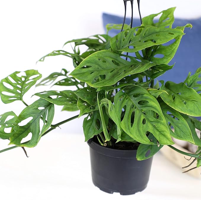 6" Swiss Cheese Plant Monstera Adansonii Live Plant Hanging Basket, Swiss Cheese Monstera Plant Live House Plants Indoors Live Plants Indoor Plants Live Houseplants Live Indoor by Plants for Pets