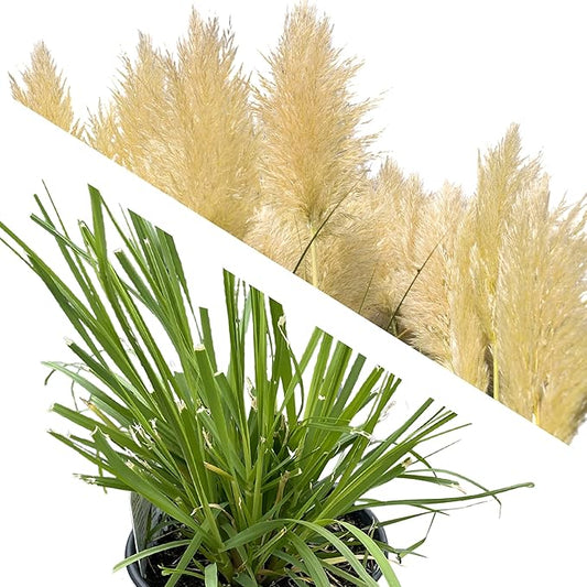 Live Ornamental Perennial Grass - White Pampas - Showy Accent Plant - 12" Tall by 6" Wide in 1.5 Quart Pot