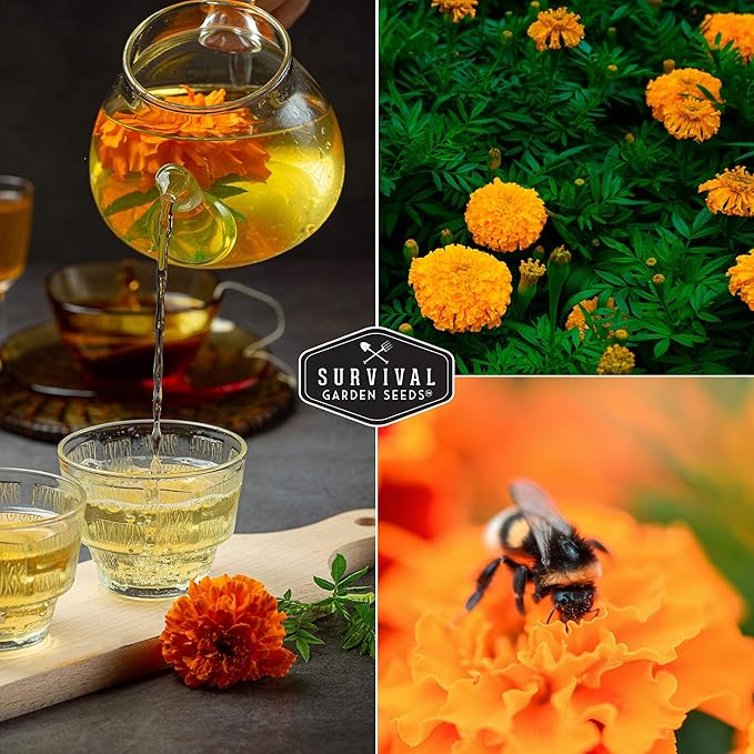 Survival Garden Seeds - Crackerjack Marigold Seed for Planting - 5 Packs with Instructions to Plant and Grow in Your Home Vegetable Garden - Non-GMO Heirloom Variety