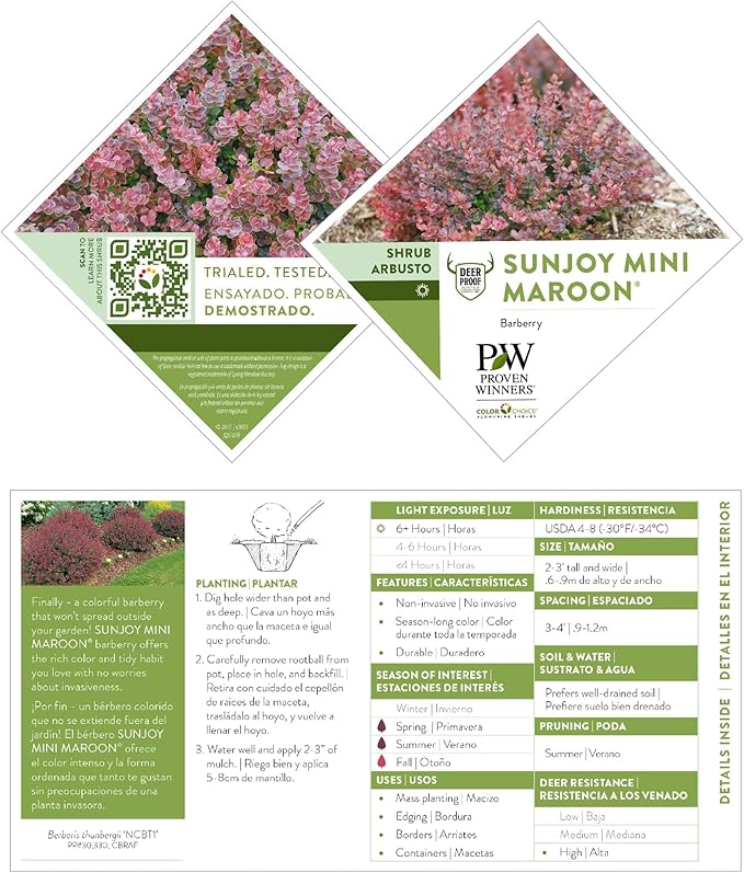 2 Gallon Proven Winner Sunjoy Mini Maroon Barberry Shrub