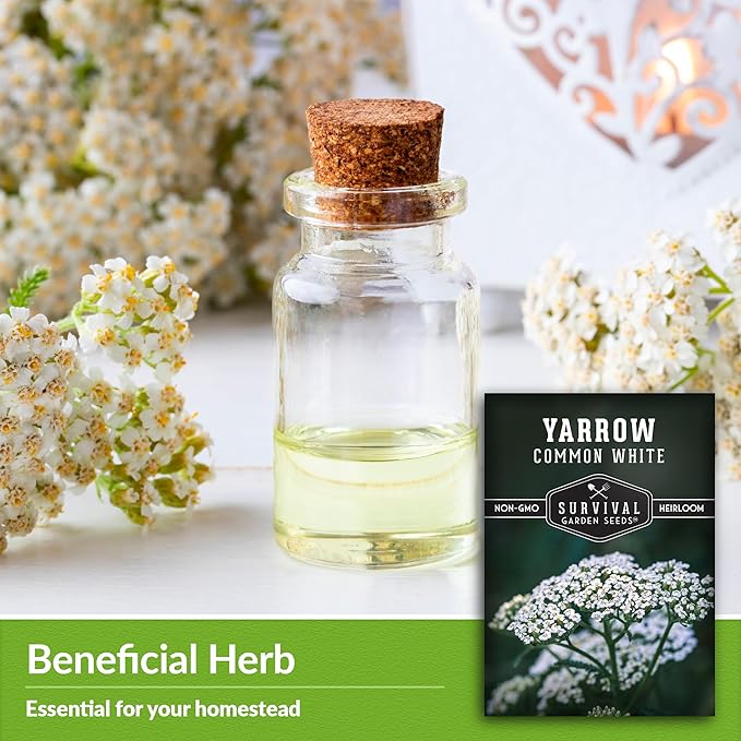 Survival Garden Seeds White Yarrow Seeds for Planting - 5 Packets with Instructions to Plant & Grow Beneficial Flowering Herbs in Your Home Vegetable Garden - Non-GMO Heirloom Variety