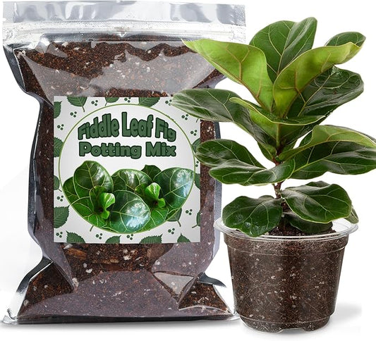 Organic Fiddle Leaf Fig Potting Mix 2qt, Indoor Plants Potting Mix for All Potted Ficus Lyrata Plant, Grow Healthy houseplants Indoors