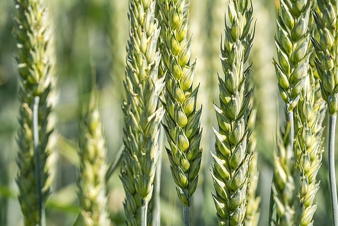 All Good Things Organic Hard Red Spring Wheat Seeds - Pack of 200, Heirloom Seeds for Planting Grains, Vegetables - Gardening Supplies, Vegetable Garden - Non-GMO, Open Pollinated, from USA