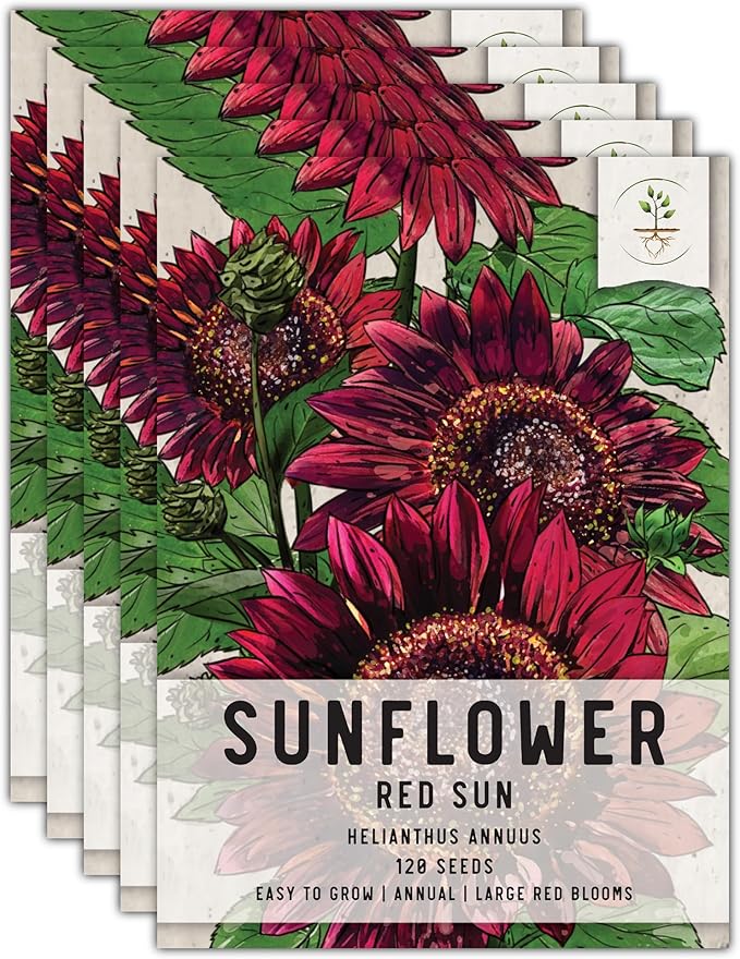 Seed Needs, Red Sun Sunflower Seeds - 120 Heirloom Seeds for Planting Helianthus annuus - Great Cut Flowers, Attracts Butterflies/Pollinators (5 Packs)