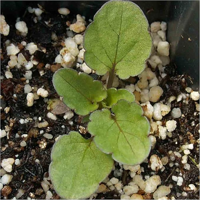 Seed Needs, Rococo Pansy Seeds - 600 Heirloom Seeds for Planting Viola Germania (2 Packs)