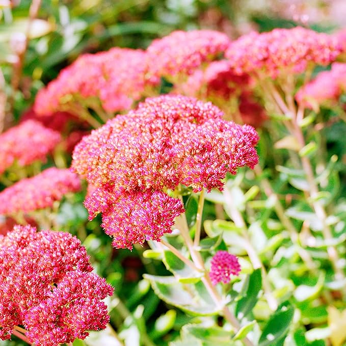 Sedum Seeds Showy Stonecrop, Border Stonecrop Perennial Cut Flowers Deer & Rabbit Resistant Drought Tolerant Attracts Pollinators Beds Borders Patio Containers 50Pcs by YEGAOL Garden