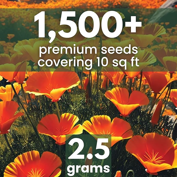 California Poppy Orange - Large 2,500mg Envelope - 1,000 Flower Seeds for Planting - Eschscholzia californica