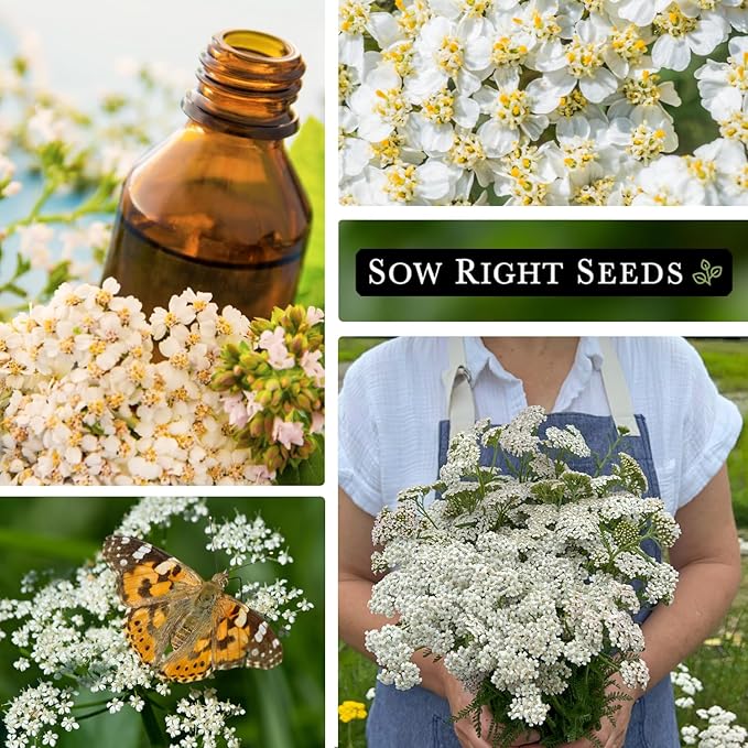 Sow Right Seeds - Common White Yarrow Seeds for Planting - Non-GMO Heirloom Packet with Instructions to Grow an Outdoor Flower Garden - Medicinal Herb & Native Wildflower - Perennial Achillea (1)