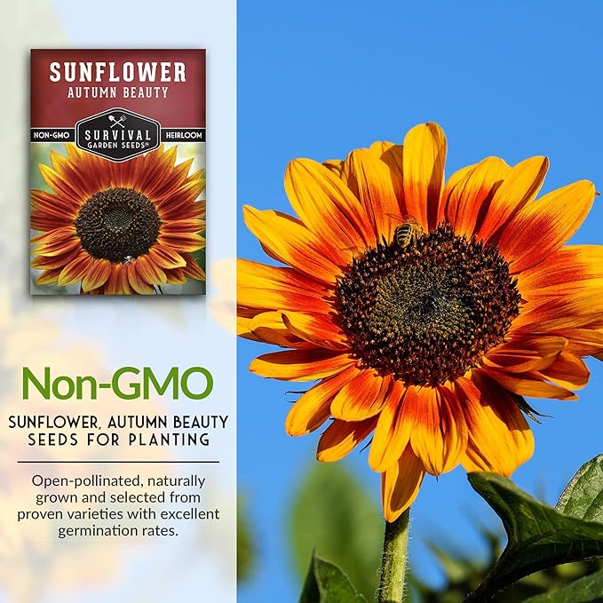 Survival Garden Seeds - Autumn Beauty Sunflower Seed for Planting - 5 Packs with Instructions to Plant and Grow Beautiful and Colorful Flowers in Your Home Vegetable Garden - Non-GMO Heirloom Variety