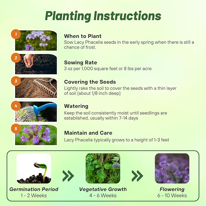 Outsidepride 1 lb. Annual Lacy Phacelia Wild Flower Seeds for Planting