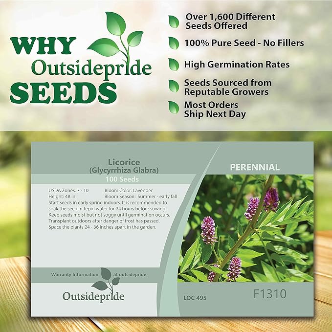Outsidepride 200 Seeds Perennial Glycyrrhiza Glabra Licorice Root Herb Garden Seed for Planting