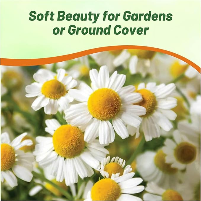 Outsidepride 25000 Seeds Perennial Roman Chamomile Herb Garden Seed for Planting