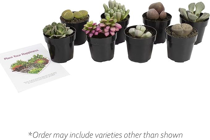 Assorted Succulents Mimicry Collection, 2.5" 8 Pack