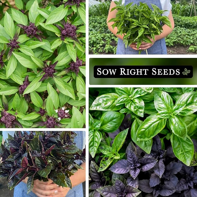 Sow Right Seeds - Basil Seed Collection for Planting - Non-GMO Heirloom Varieties for Indoor & Outdoor Gardens - Genovese, Thai & Opal - Great for Hydroponics Growing - Ideal Gardening Gift