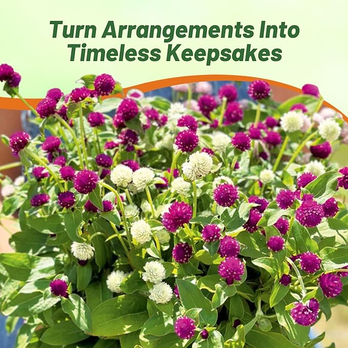 Outsidepride 1000 Seeds Annual Gomphrena Globosa Flower Seed Mix for Planting