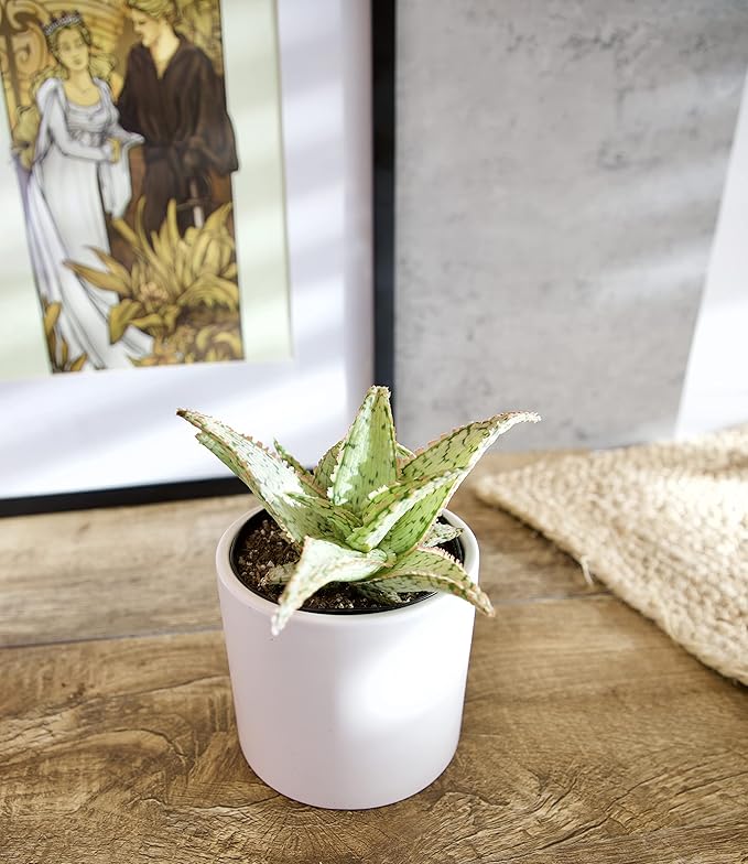 Live Aloe Plant Succulents, Succulents Plants Live in Potting Soil Mix, Potted Succulents Live Plants, Star Aloe Plants Live with Cacti Pots, Cactus Plants Live Succulent Plants by Plants for Pets