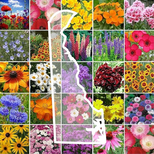 Eden Brothers Delaware Wildflower Mixed Seeds for Planting, 1 oz, 30,000+ Seeds with Sweet William, Candytuft | Attracts Pollinators, Plant in Spring or Fall, Zones