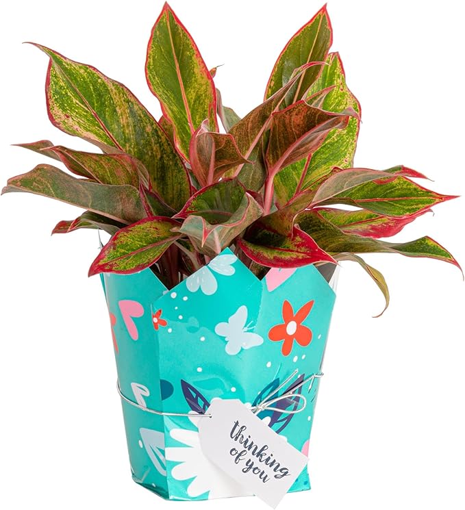 Costa Farms Chinese Evergreen, Live Indoor Plant, Potted Houseplant in Gift Wrap Planter, New House Gift, Birthday, Room Décor, Home or Office Decor, 14-Inches Tall