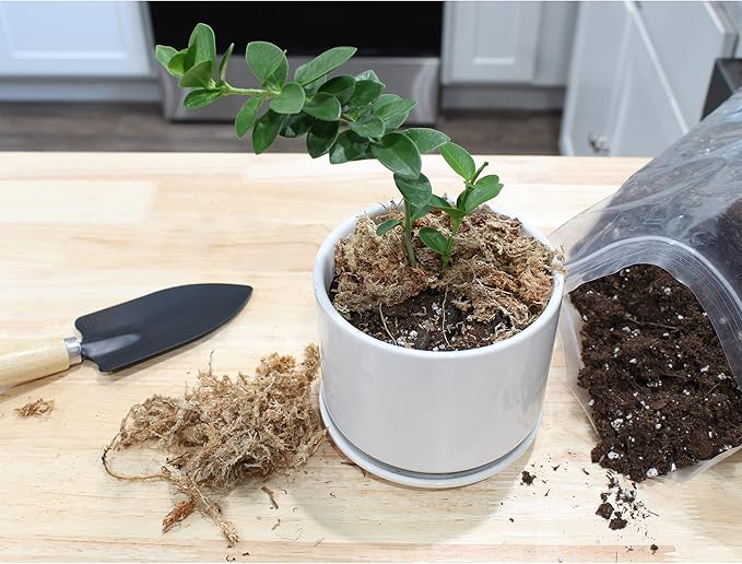 Hoya Plant Potting Soil Mix (4 Quarts), Custom Blend for Growing Hoya Tropical Houseplants