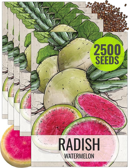Seed Needs Watermelon Radish Seeds for Planting - Non-GMO, Heirloom & Untreated - Organically Grow a Home Grown Vegetable Garden - Cool Weather Crops (5 Packs)