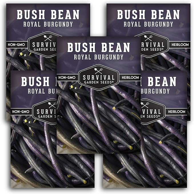 Survival Garden Seeds - Royal Burgundy Bean Seed for Planting - 5 Packs with Instructions to Plant and Grow Stringless Purple Bush Beans in Your Home Vegetable Garden - Non-GMO Heirloom Variety