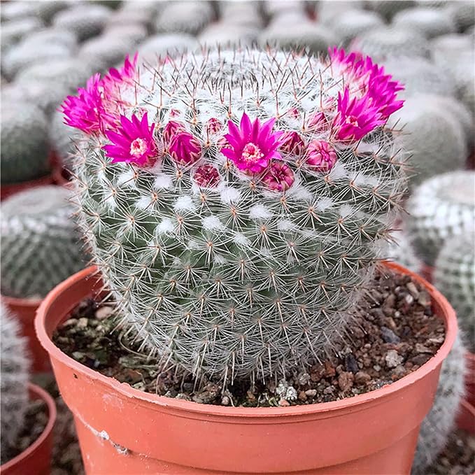 Succulent and Cactus Soil Potting Mix 2.2 LBS, Bonsai Soil Mix Ready to Use, Fast Draining with Added Nutrients