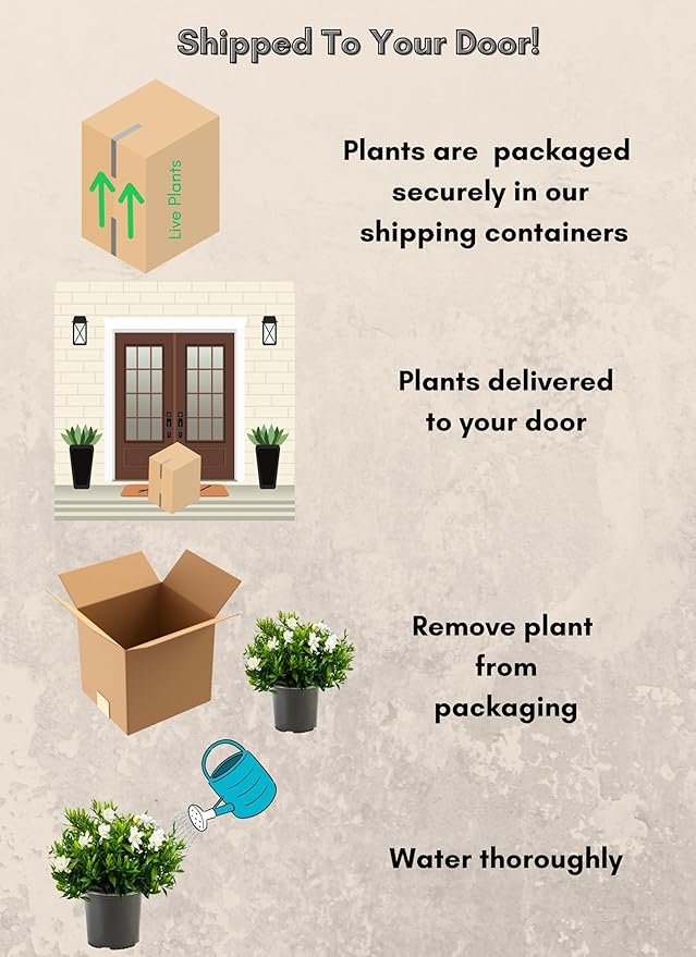 Shrub Frostproof Gardenia 2.5 Qt, White Blooms