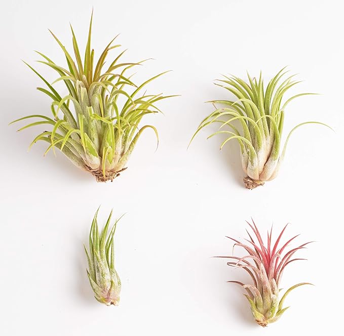 Shop Succulents Hand Selected Variety of Tillandsia Ionantha, Tropical Houseplants for Home Décor and DIY Terrariums Live Air Plants, 4-Pack