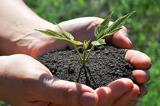 Organic Worm Castings – Earthworm Castings for Plants – Premium Worm Castings Fertilizer for Nutrient-Rich Soil and Healthy Growth (1 Quart)