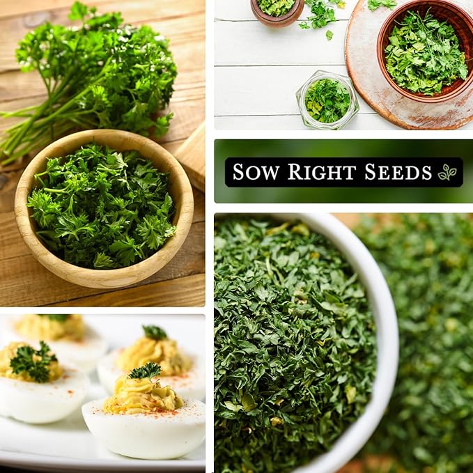 Sow Right Seeds - Curly Leaf Parsley Seed for Planting - Non-GMO Heirloom Packet with Instructions to Plant and Grow a Kitchen Herb Garden - Indoor or Outdoor - Great for Hydroponics Growing (1)