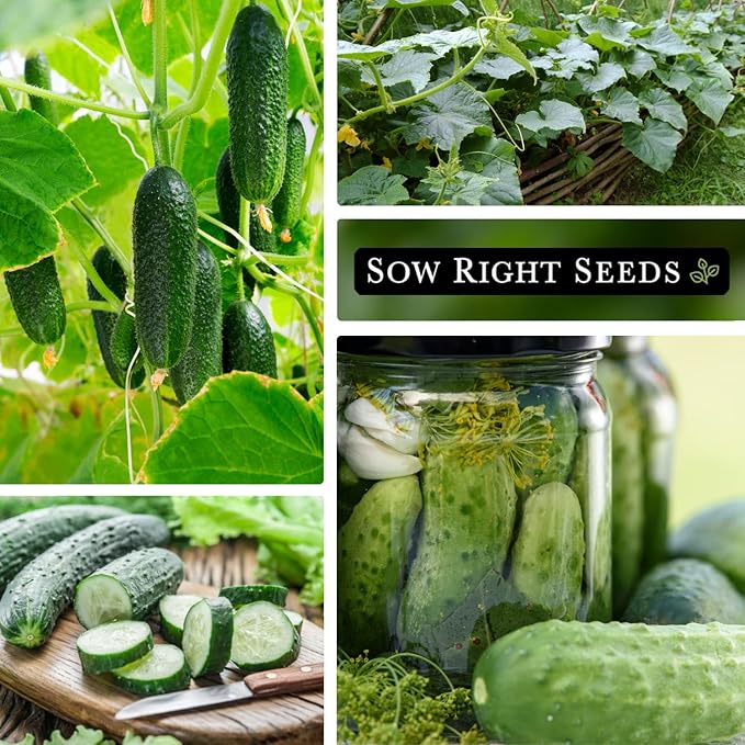 Sow Right Seeds - National Pickling Cucumber Seeds for Planting - Non-GMO Heirloom Packet with Instructions to Plant and Grow a Home Vegetable Garden - Famous Variety for Homemade Pickles (1)